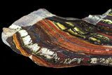 Polished Tiger Iron Stromatolite - ( Billion Years) #75853-1